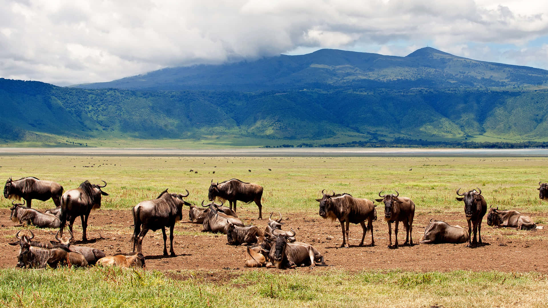 Wildebeest Grazing By Lake Magadi In The Picturesque Ngorongoro Crater
