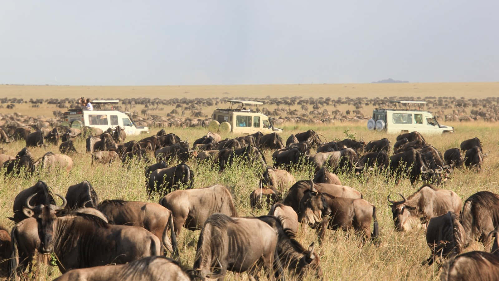 Wildebeest Migration In The Serengeti National Park Background