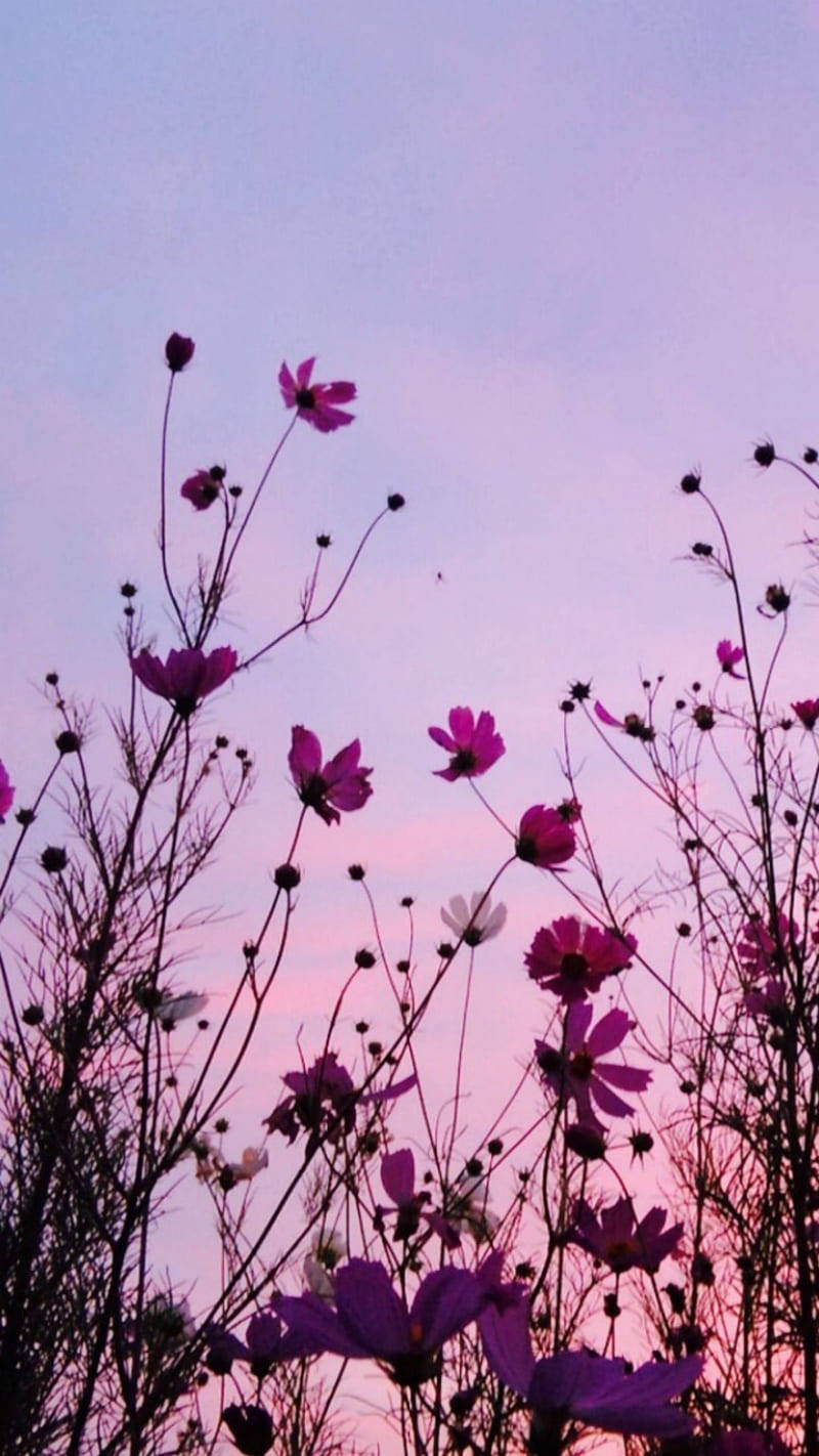 Wildflower Image As An Aesthetic Purple Flower Background