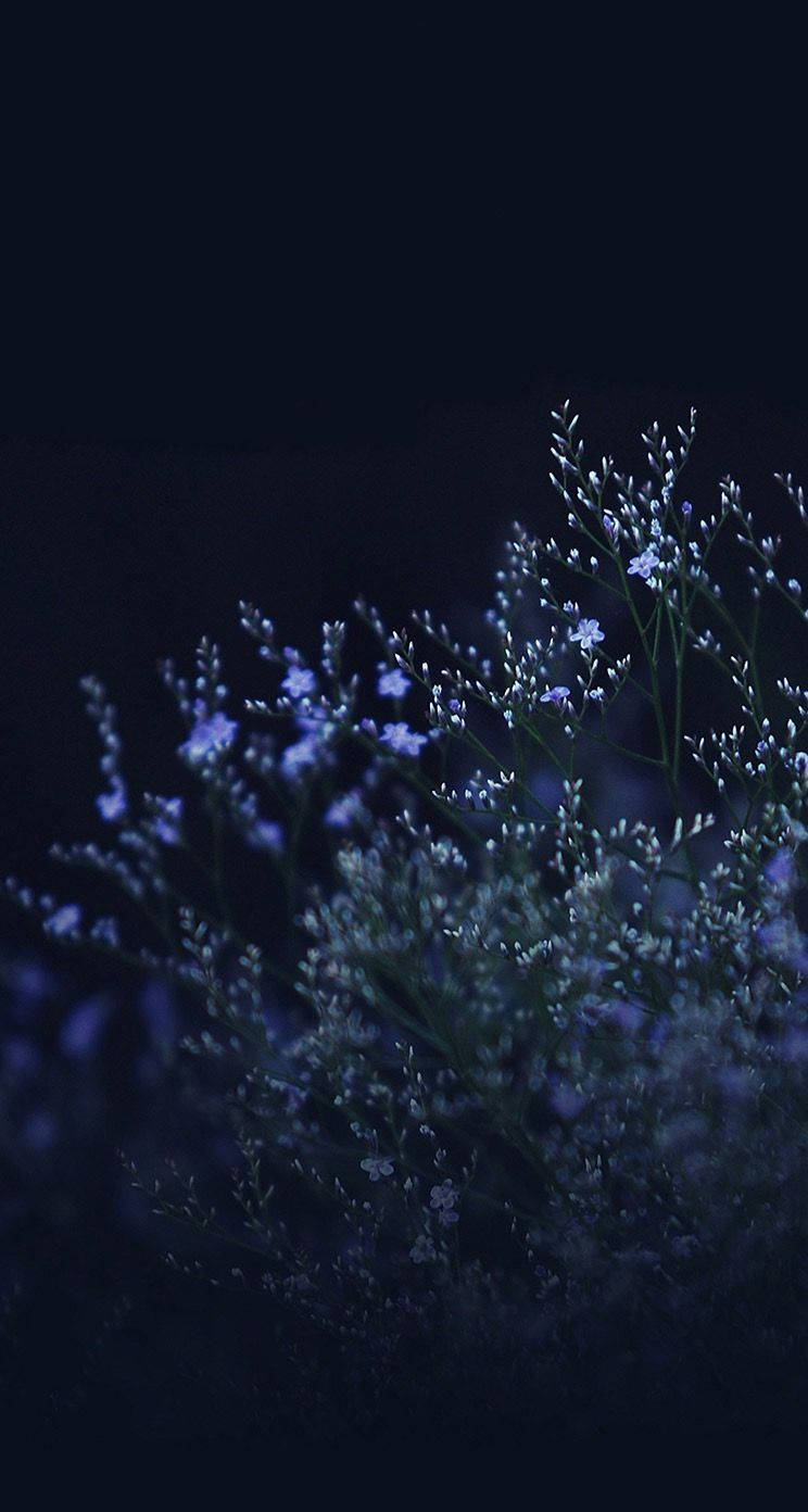 Wildflower Night Cute Dark Girly Background