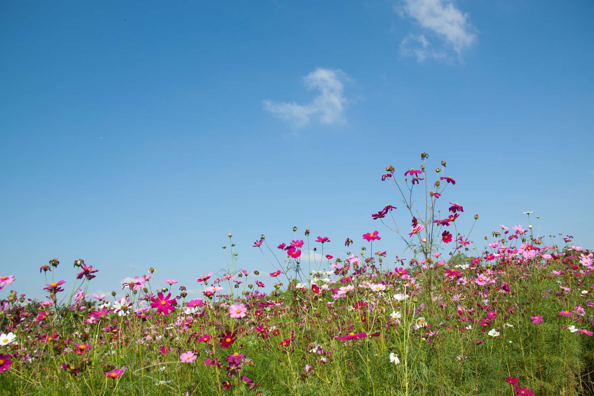 Wildflowers Beautiful Blue Sky