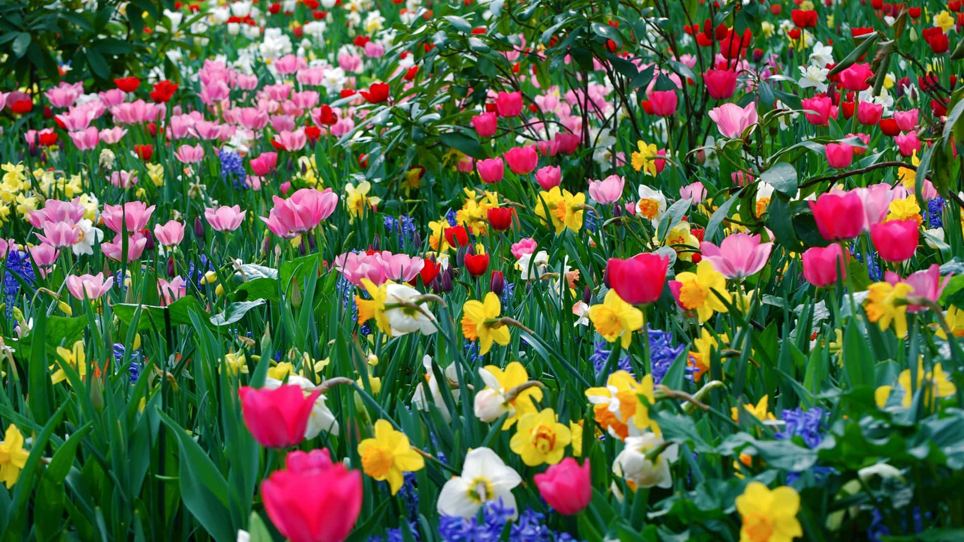 Wildflowers Colorful Together