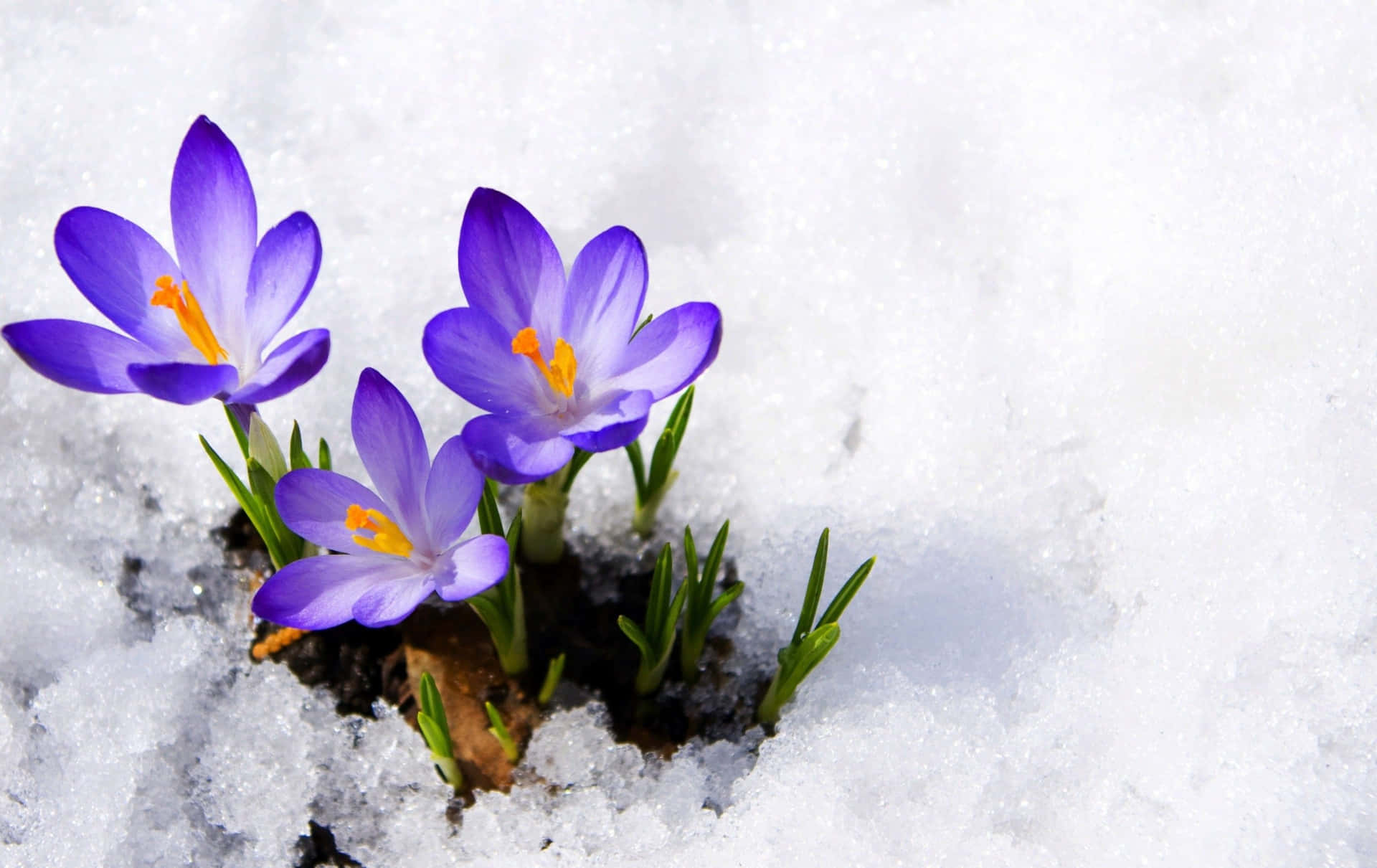 Wildflowers Declare The Beauty Of Nature