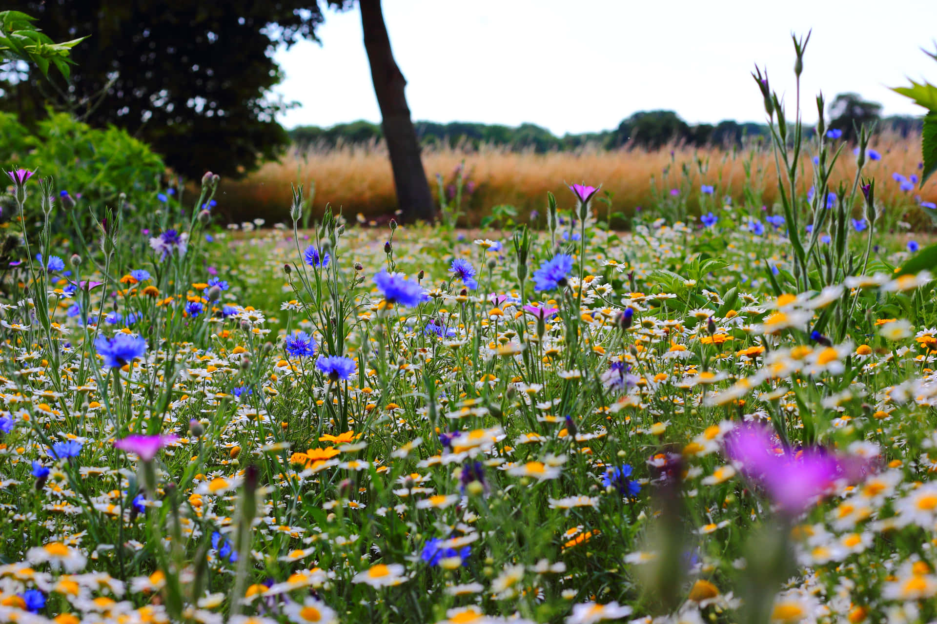 Wildflowers Green Scenery Background