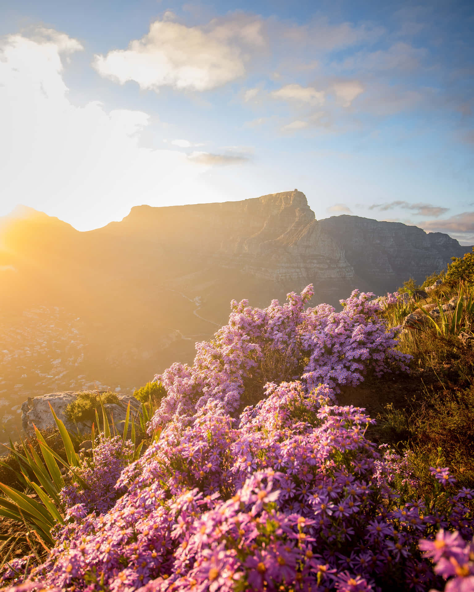 Wildflowers On Mountain