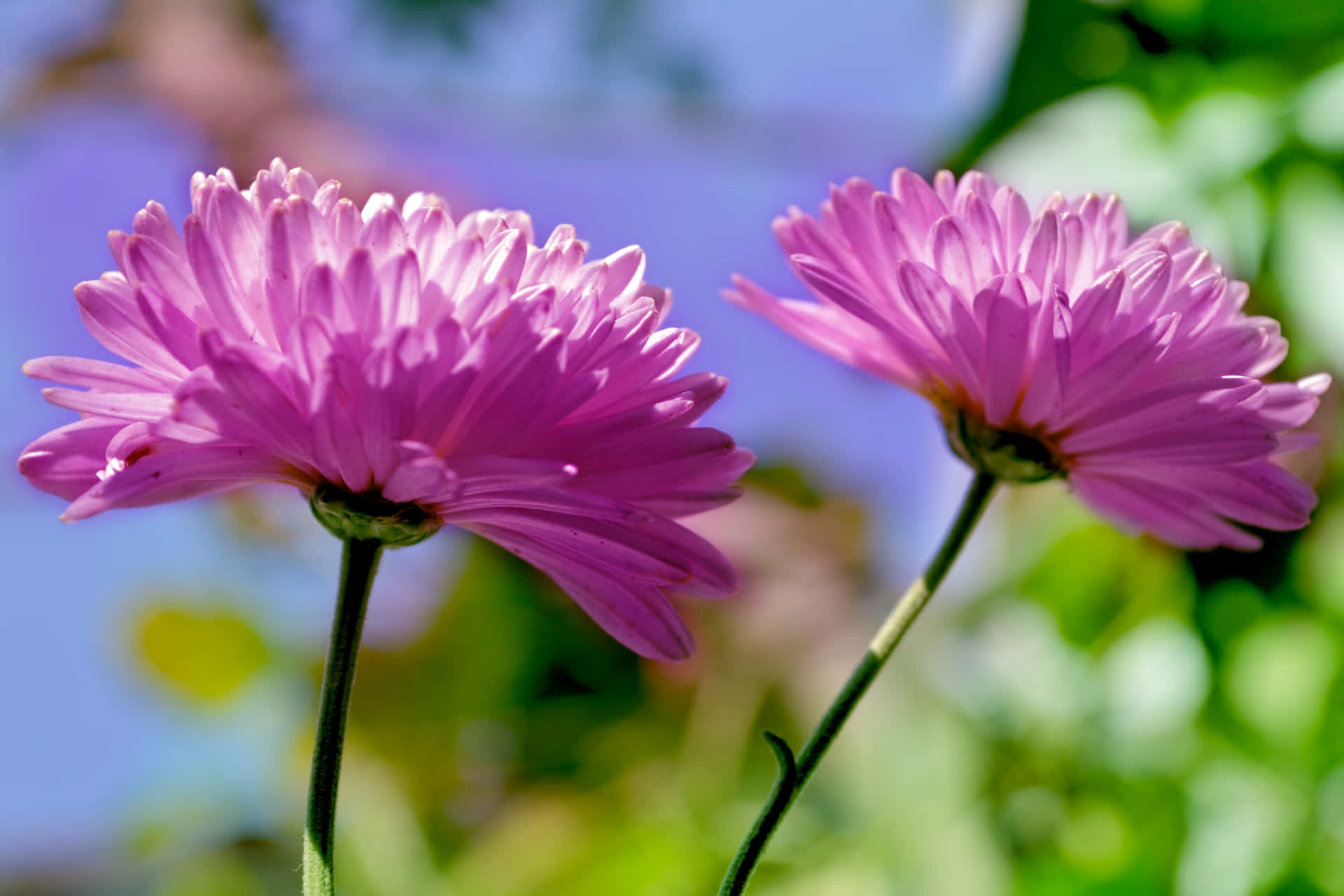 Wildflowers Open Pink Flowers