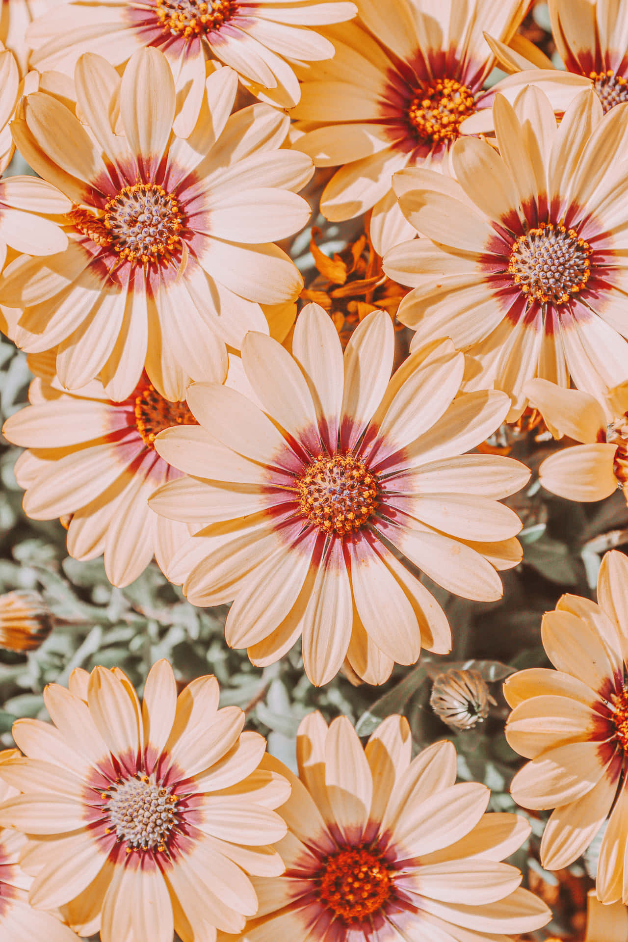 Wildflowers Orange Flowers Background