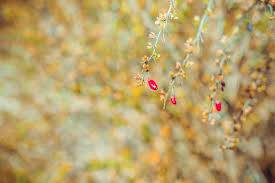 Wildflowers Photo Background Background