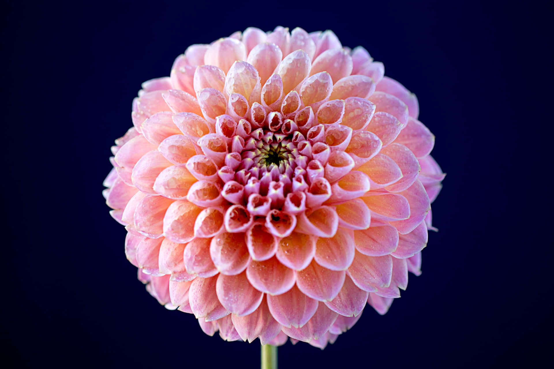 Wildflowers Pink Dahlia Flower Background