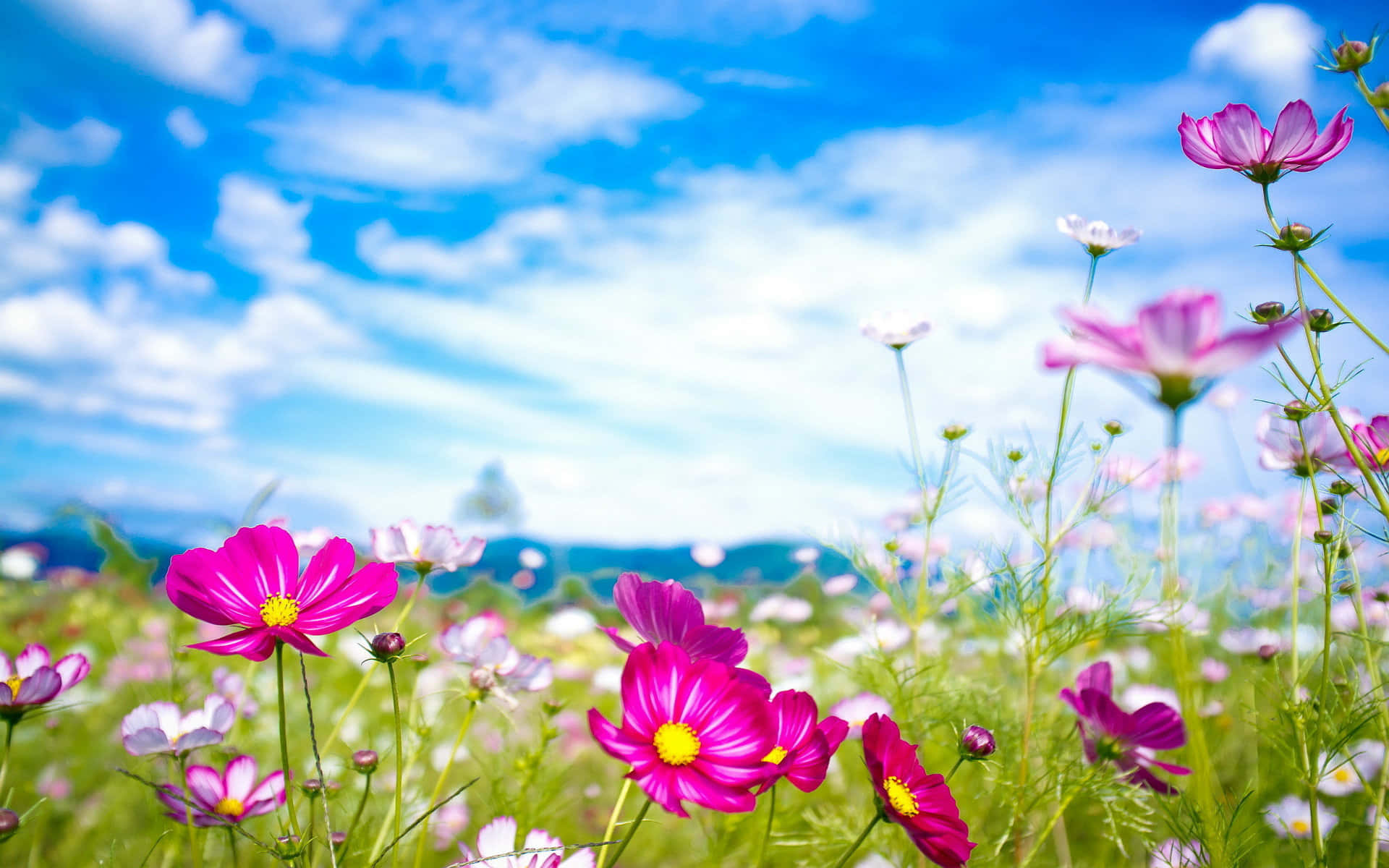 Wildflowers Pink Violet Flowers Background