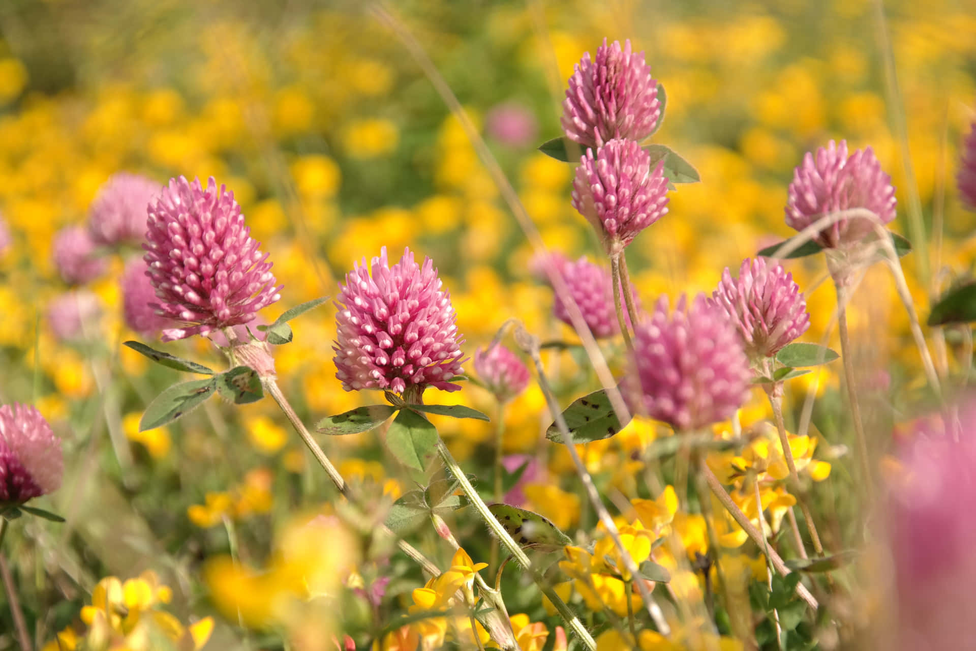 Wildflowers Pink Yellow Flowers