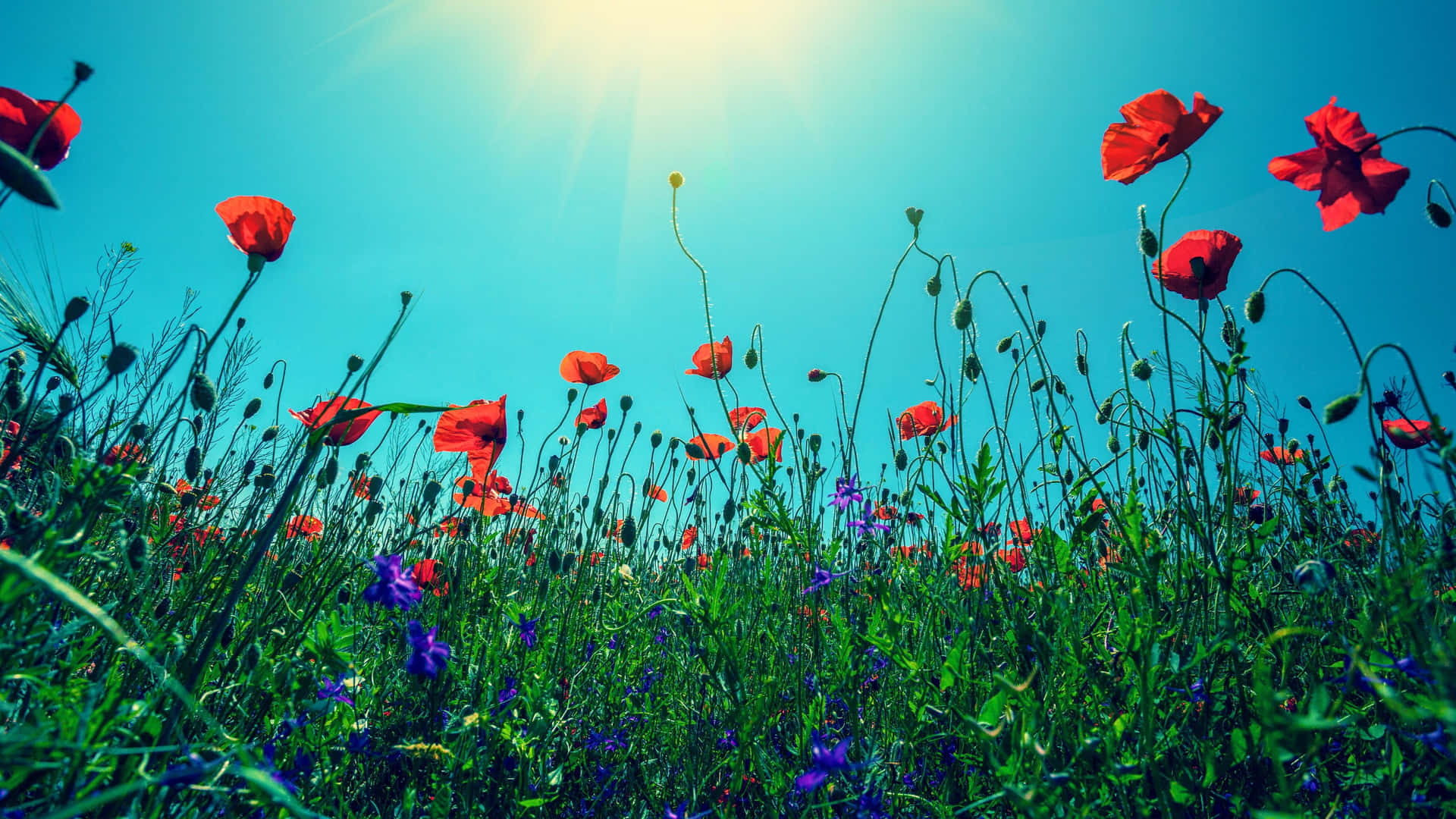 Wildflowers Red Poppies Background