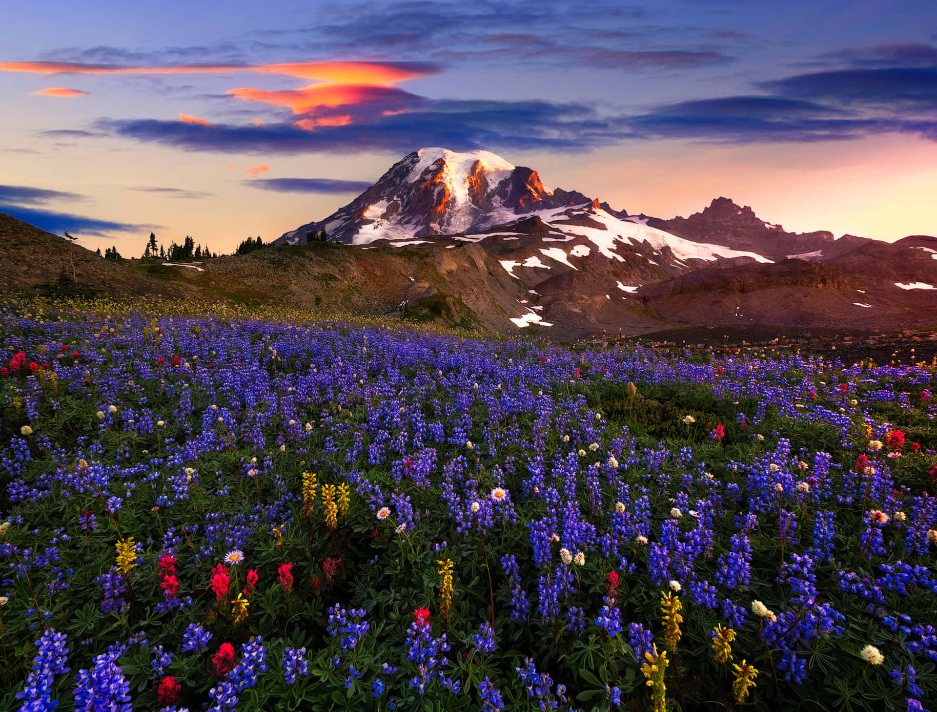 Wildflowers Snow Mountain Background