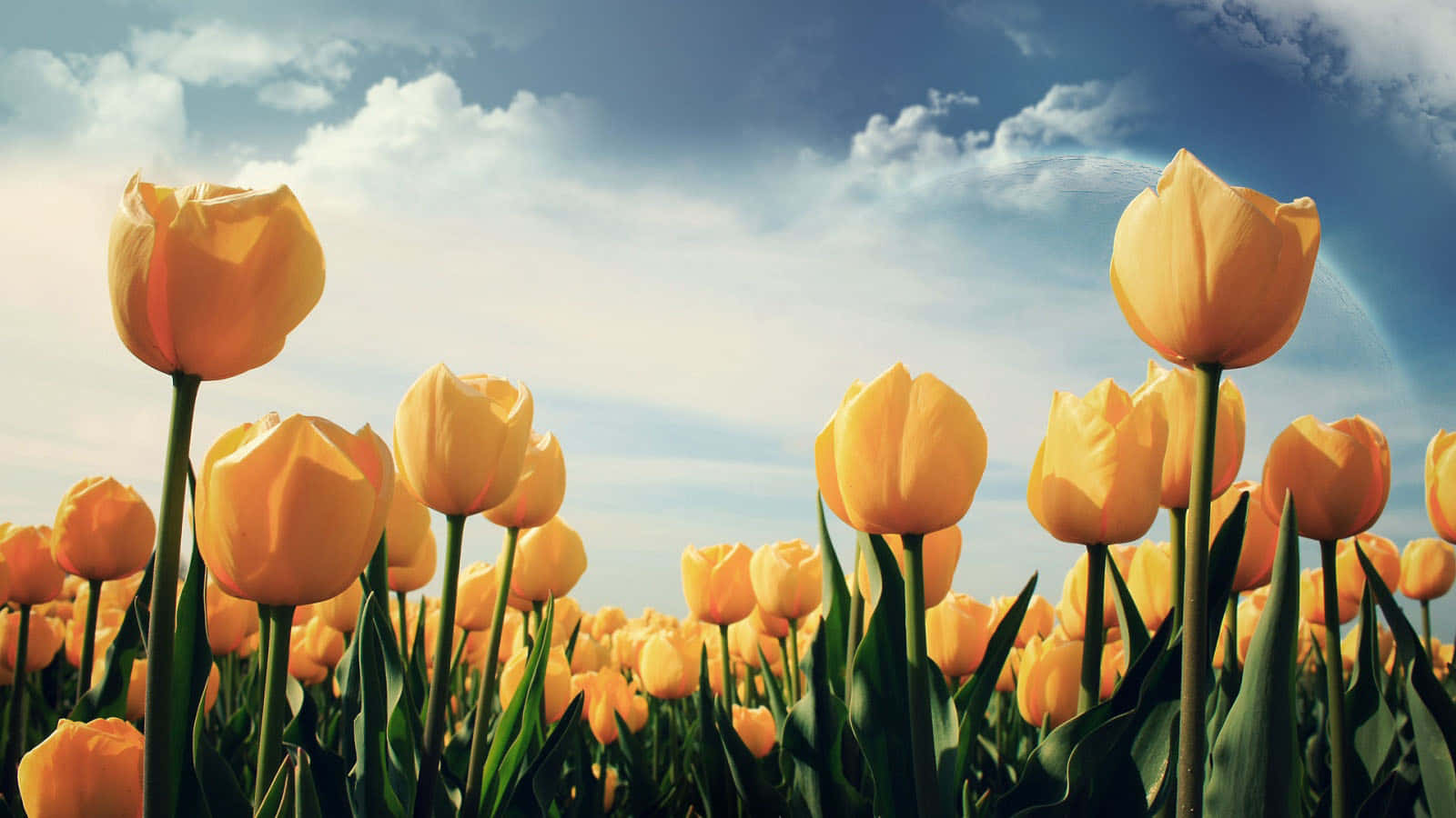 Wildflowers Yellow Tulips Background