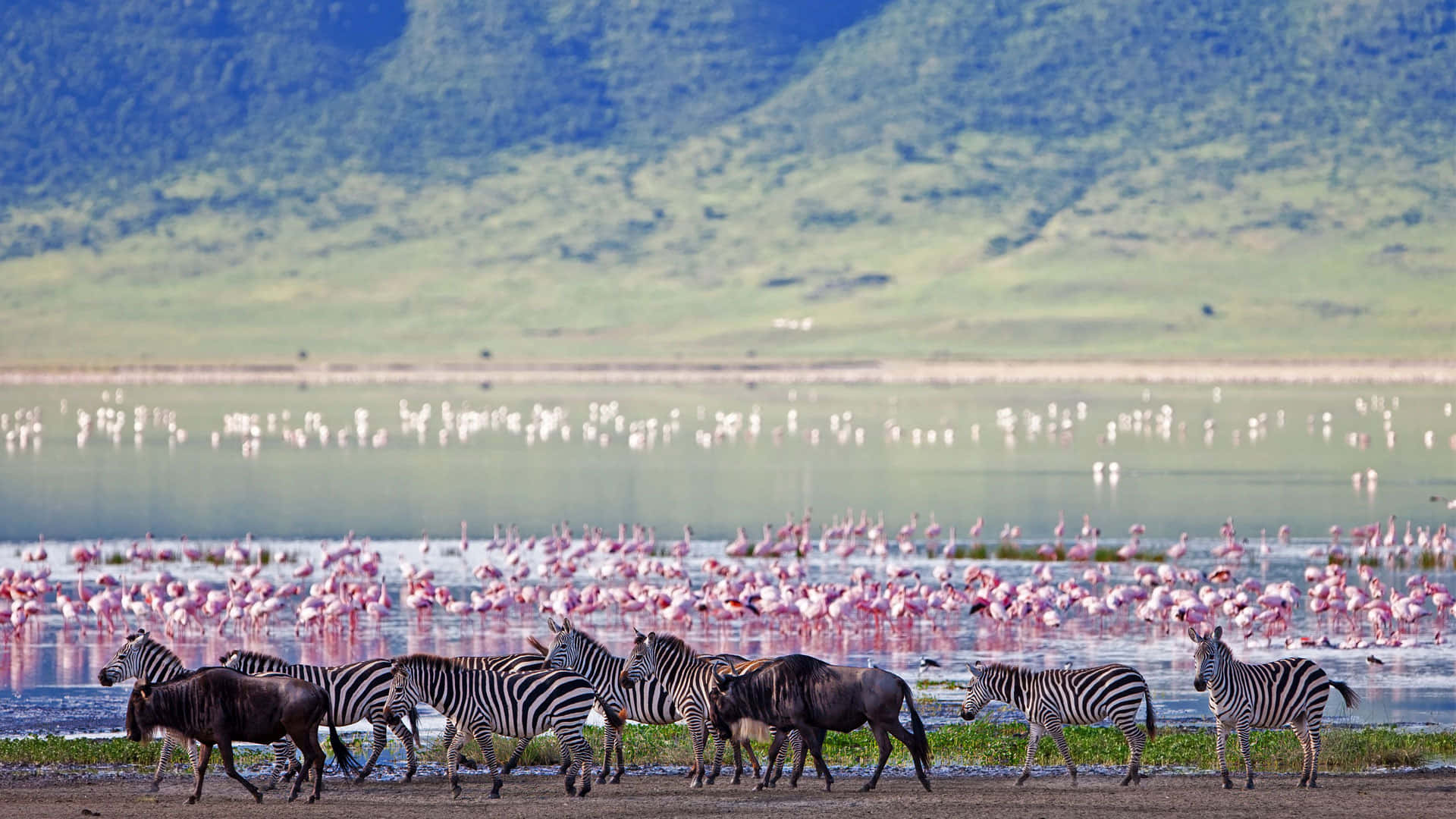 Wildlife At The Lake Magadi Ngorongoro Crater Background