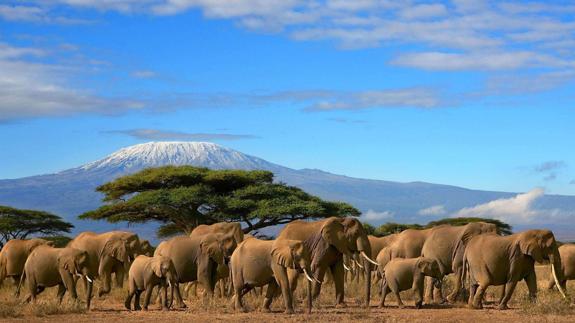 Wildlife Park In Kenya Africa Background