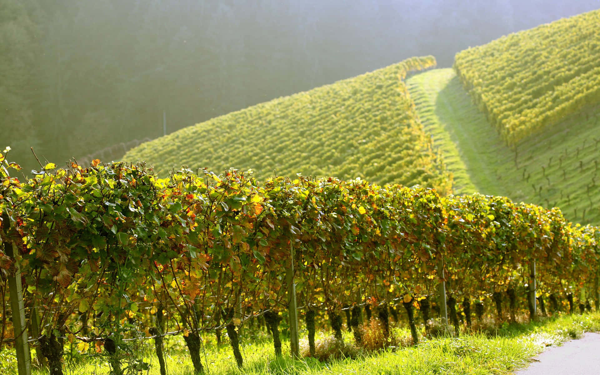 Willamette Valley Vineyard Background