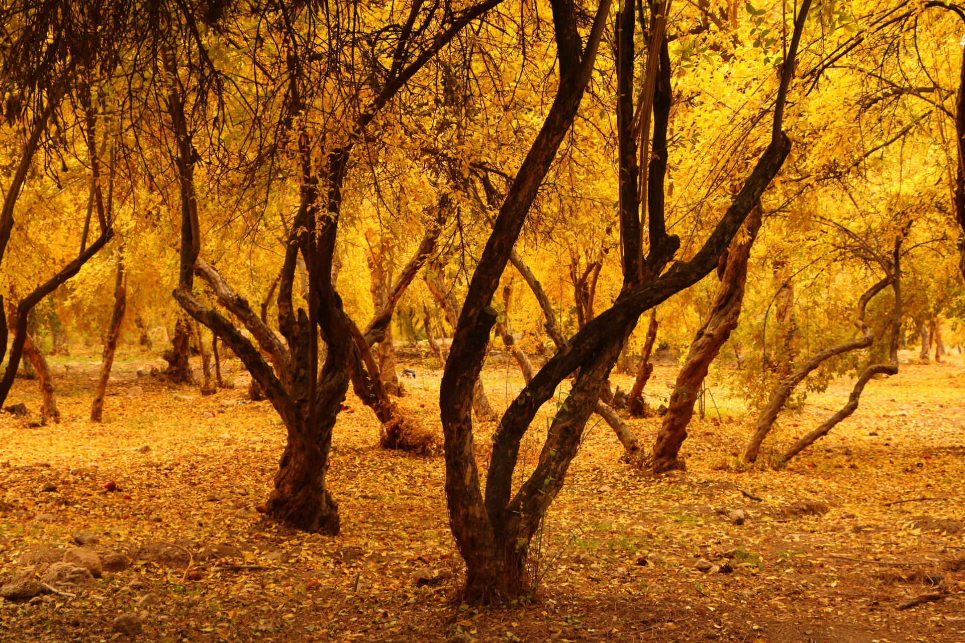 Willow Trees Fall Desktop