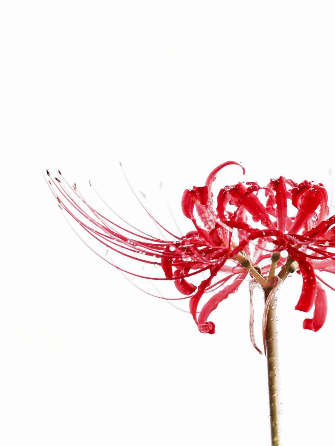 Wilt Not With These Anime Blooms