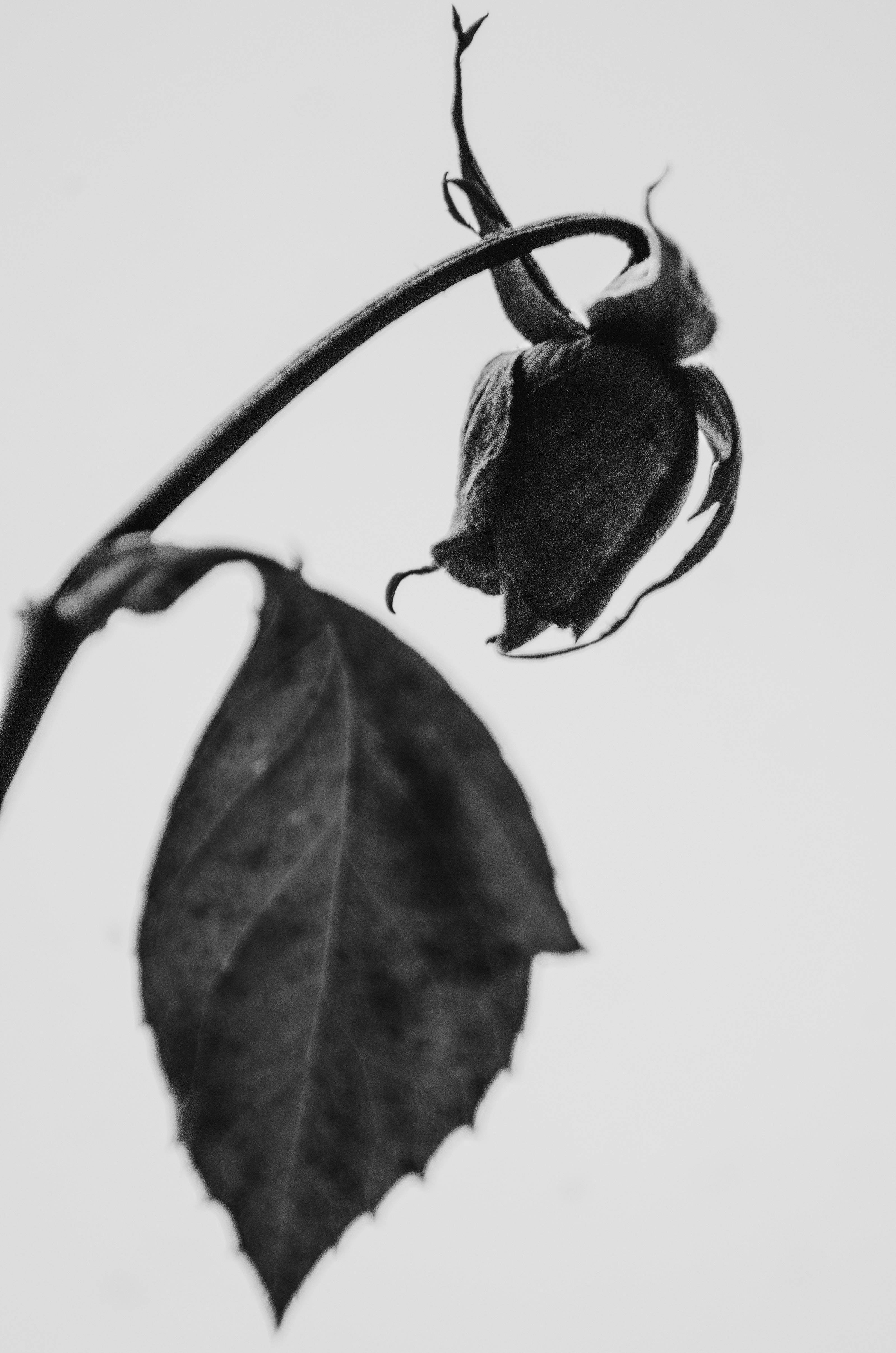 Wilted Black Rose Iphone Background