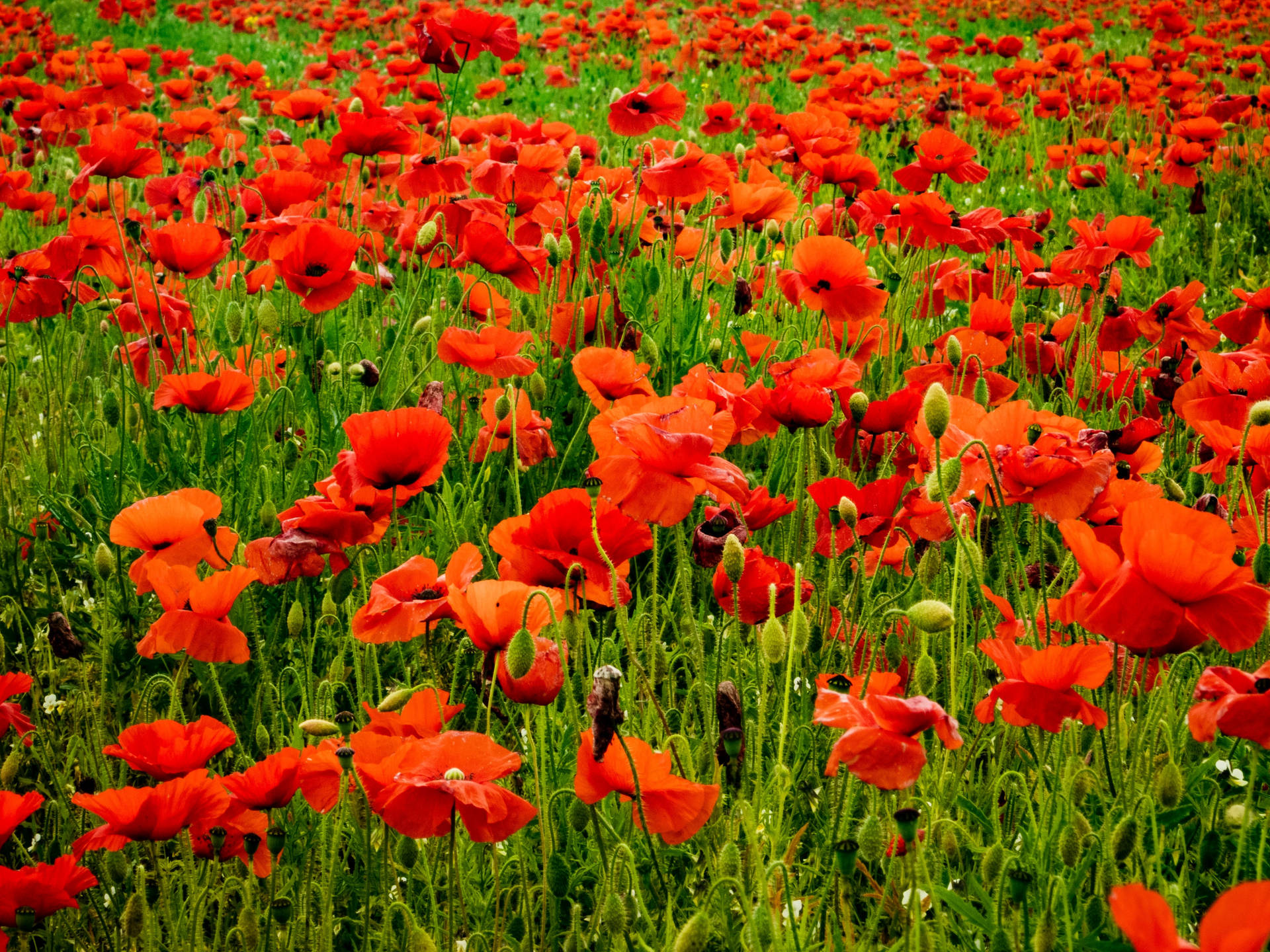 Wimborne Poppy Field Background