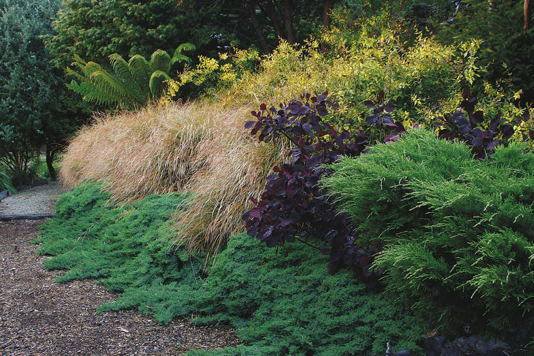 Wind Grass Garden Shrubs Overgrown Background