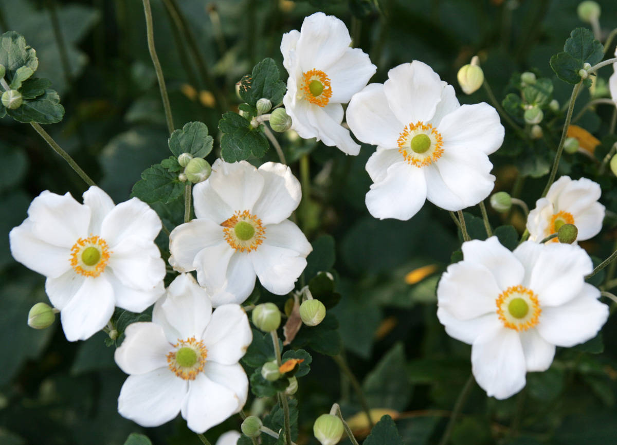 Windflowers Anemone Flowers