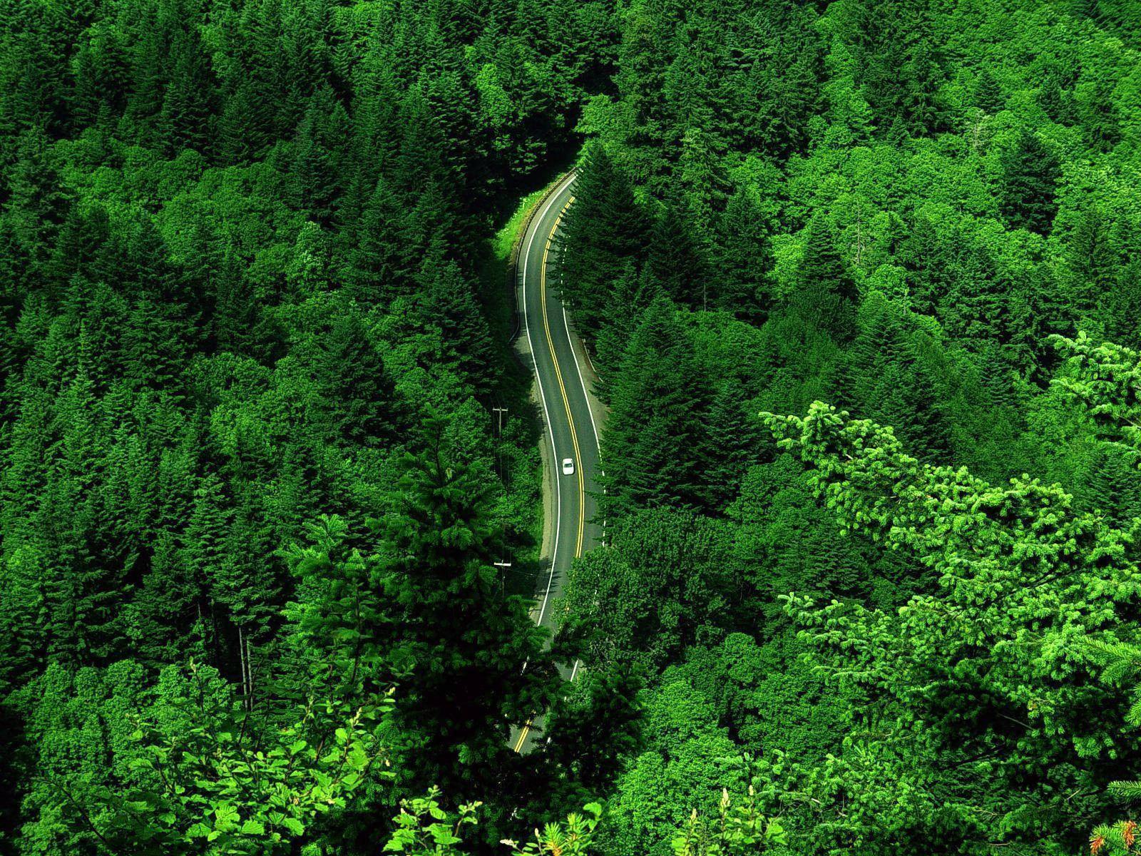 Winding Road Through The Greenery Background