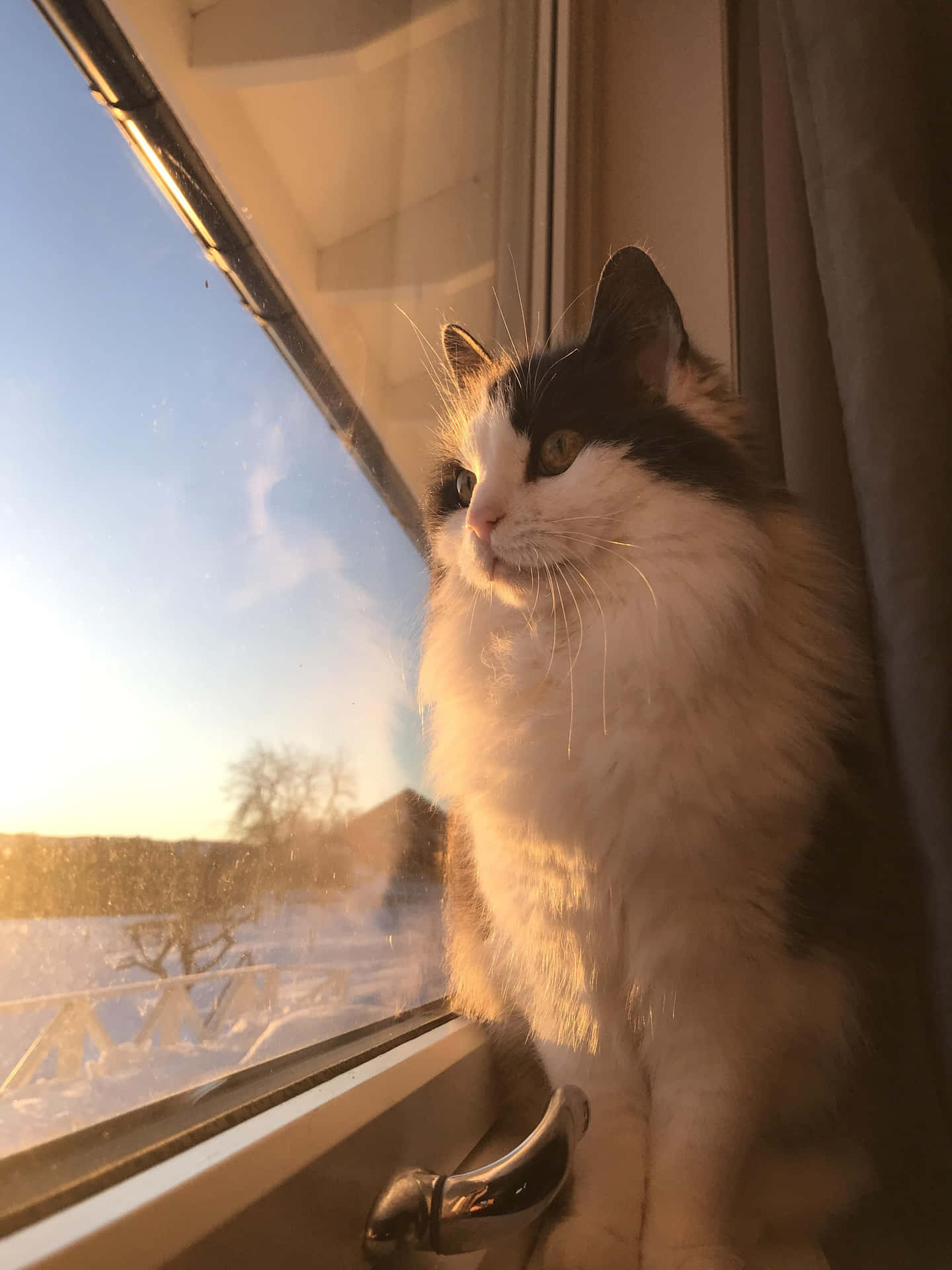 Window Cute Cat Pfp