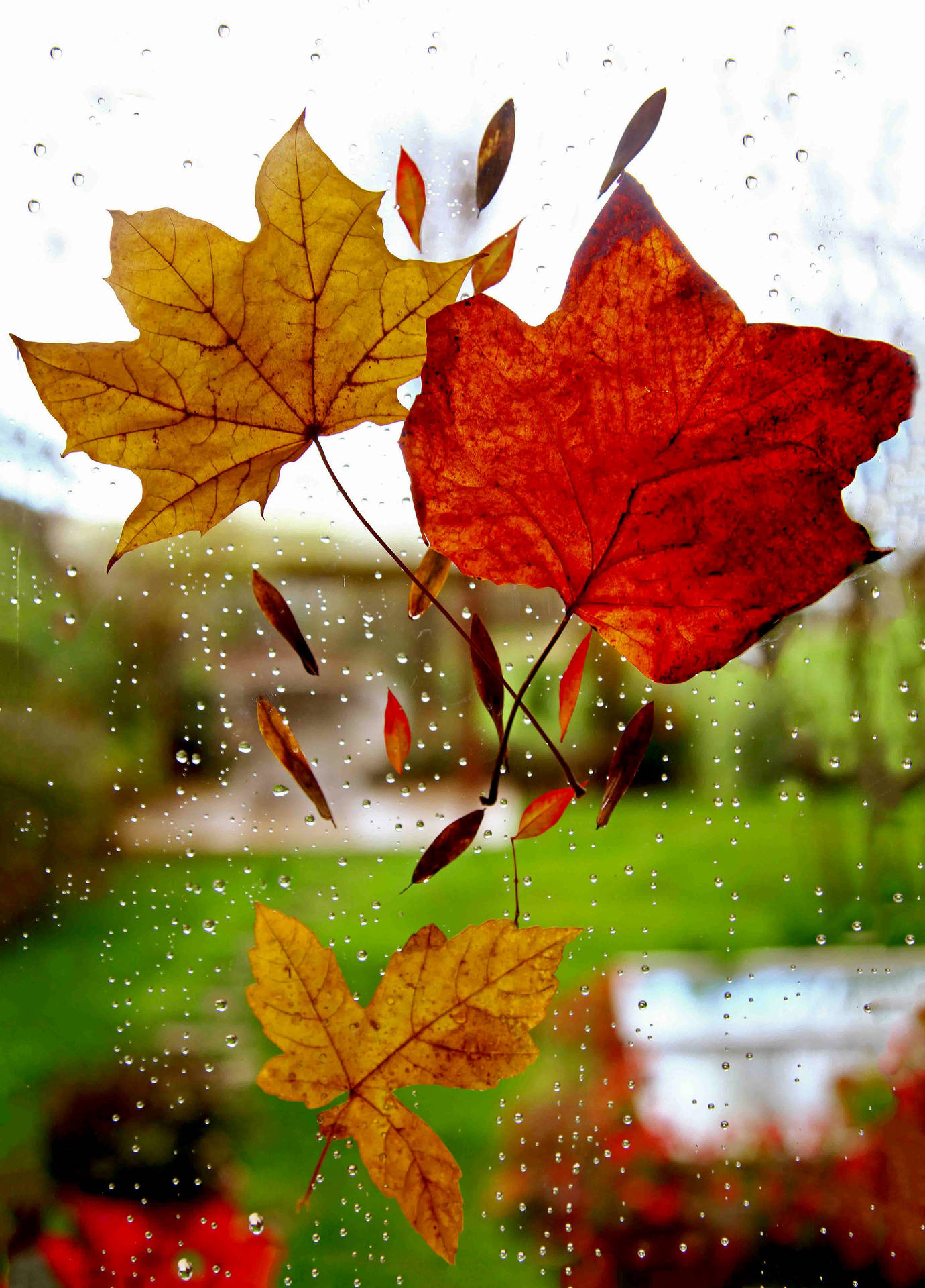 Window Maples Leaves Background