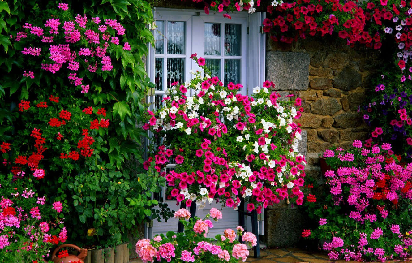 Window Pink Red White Flowers Background