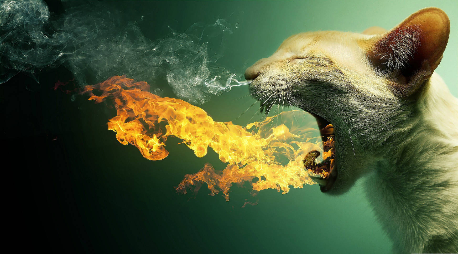 Windows 11 4k Cat Fire Breath Background