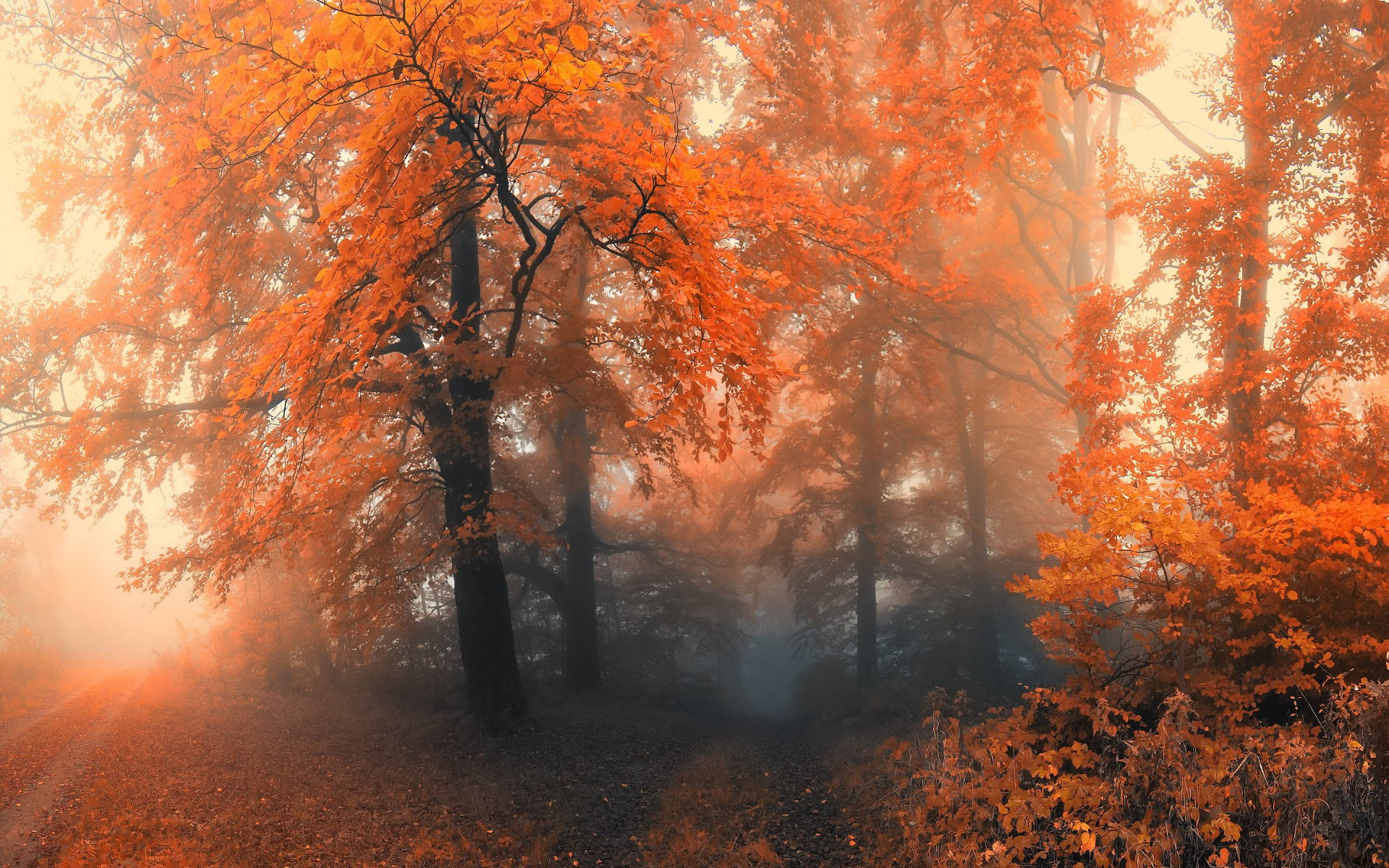 Windows 11 4k Misty Autumn Background