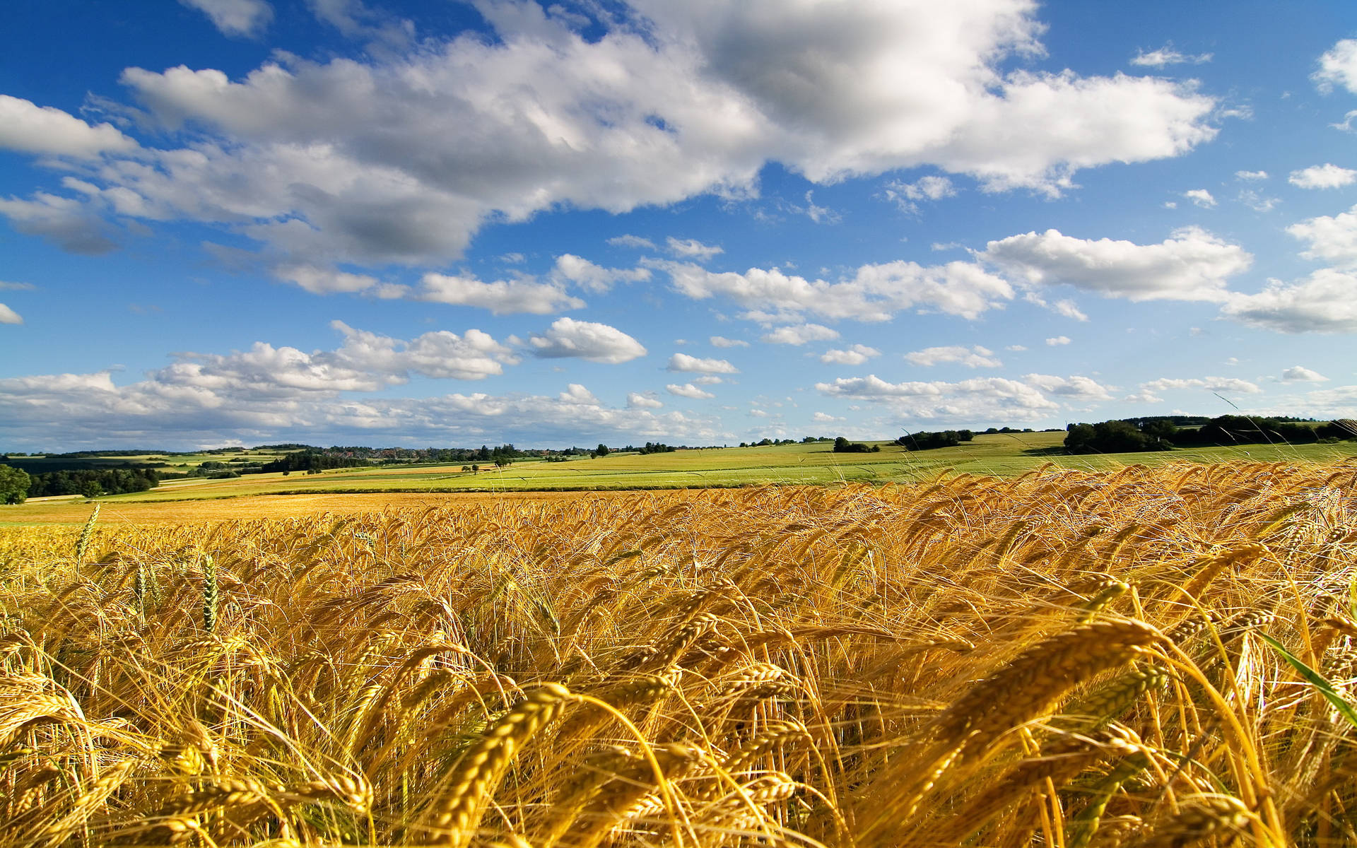 Windows 11 4k Wheat Field Background