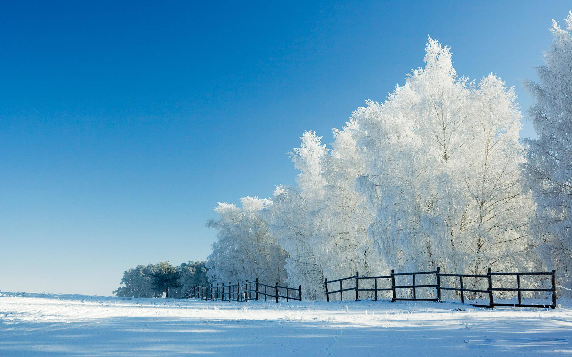 Windows 11 4k Winter Trees Background