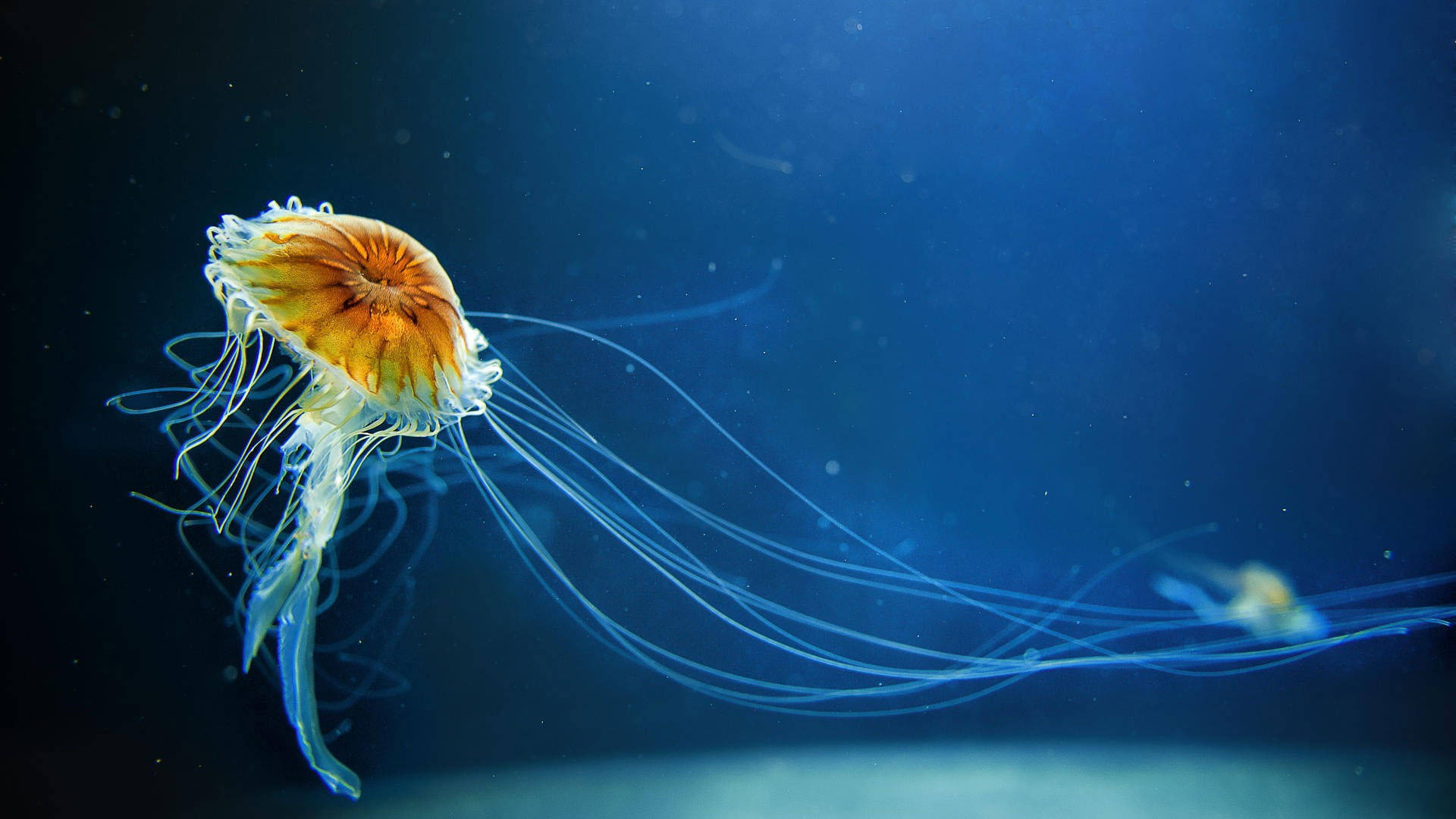 Windows 11 Jellyfish Background
