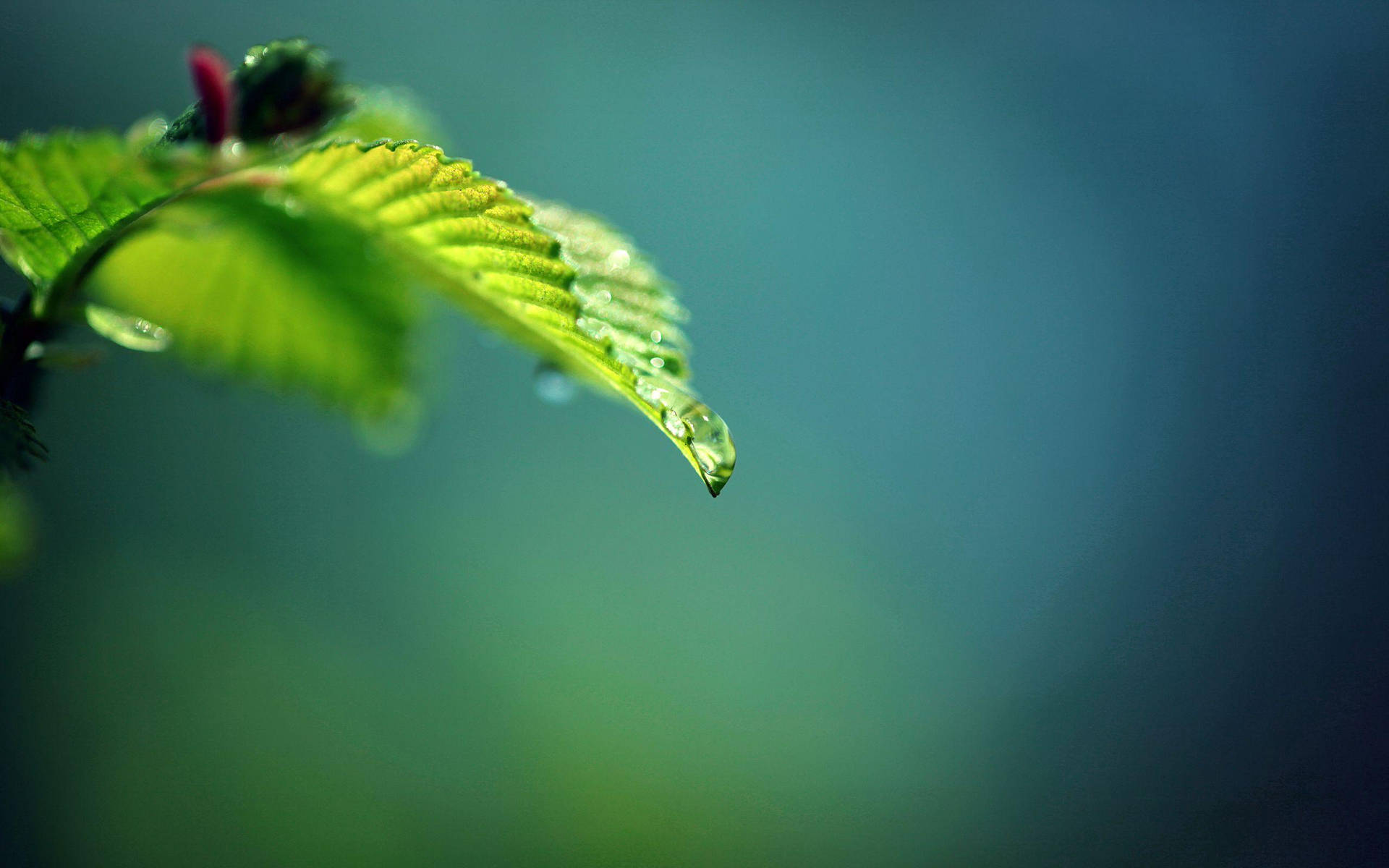Windows 11 Leaf Dew Background
