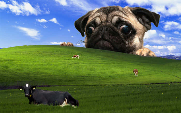 Windows Desktop Theme With Ridiculous Animals