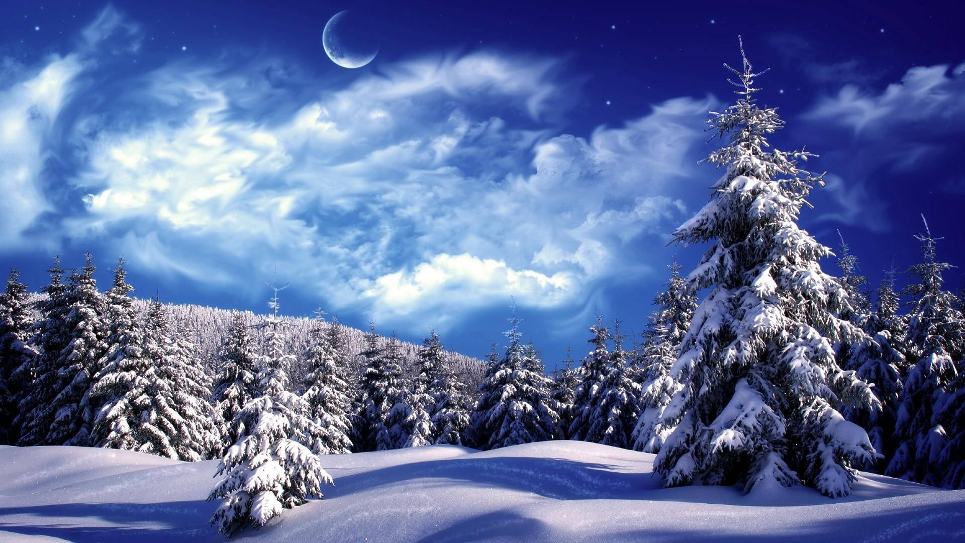 Windows Winter Pine Trees And Moon Background