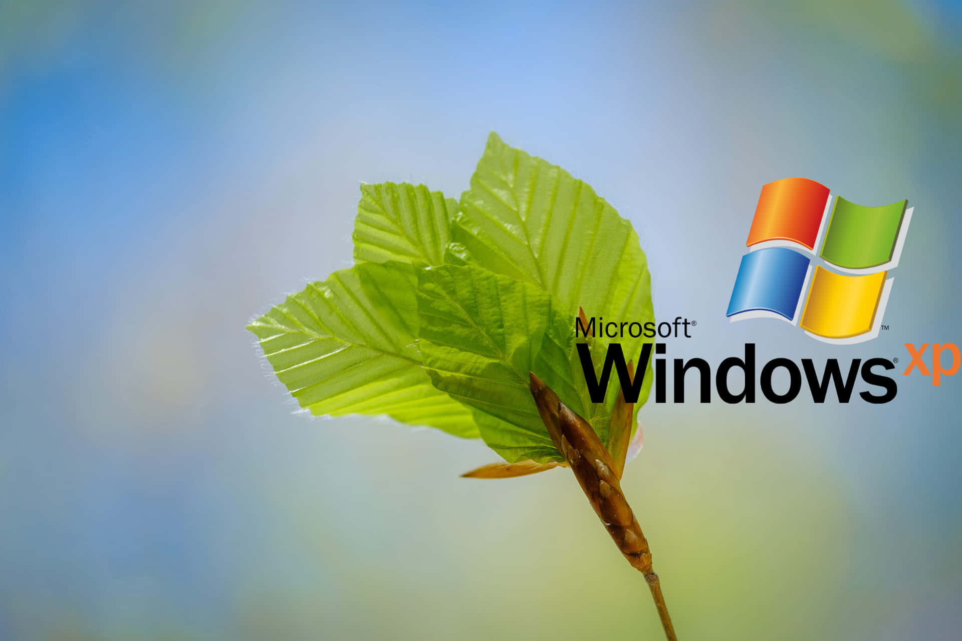 Windows Xp Logo Background