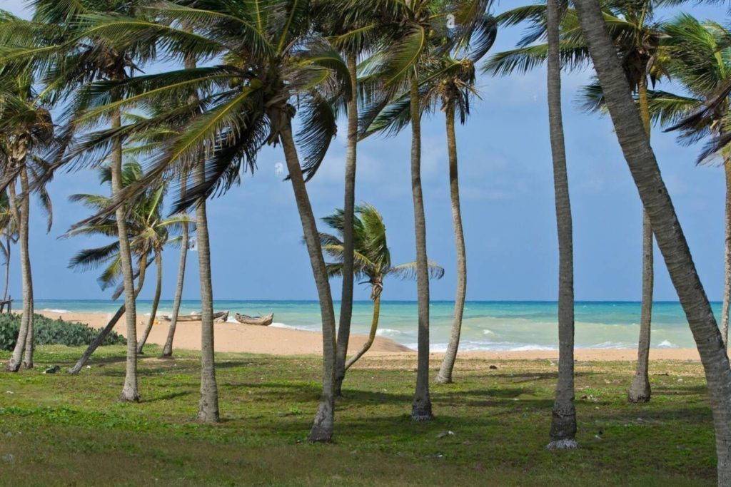 Windy Togo Coconut Trees Background