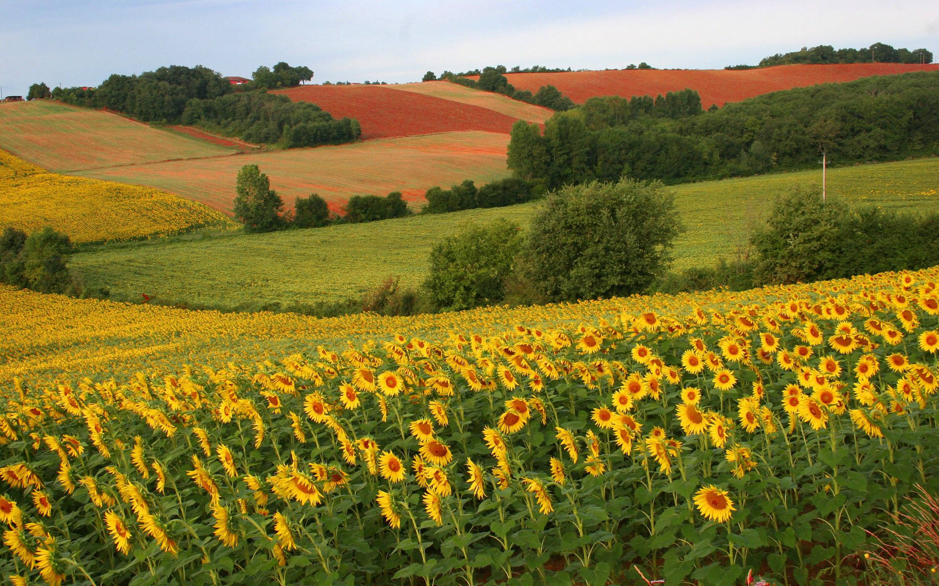 Windy Yellow Sunflower Field Background