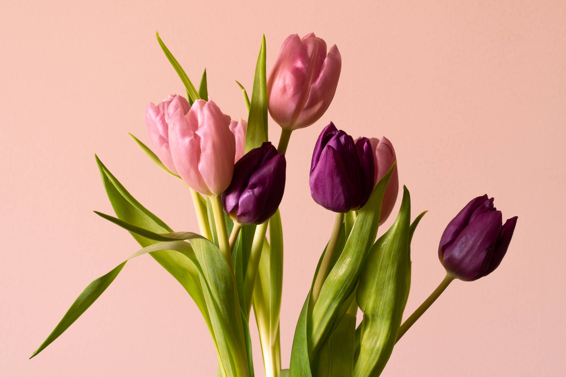 Wine And Pink Tulips Background