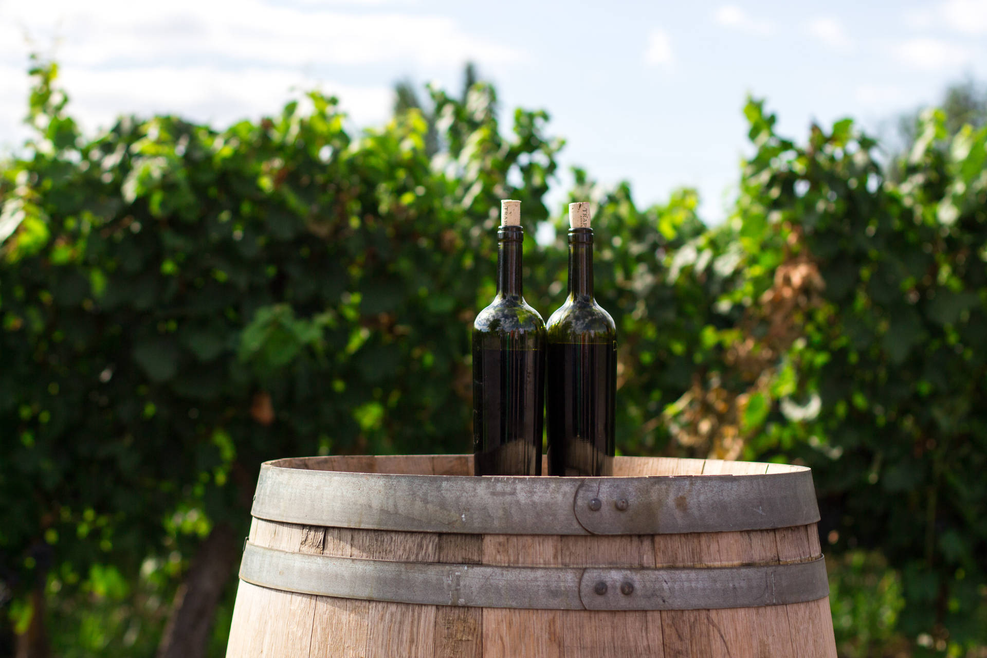 Wine Bottles In Vineyard Background