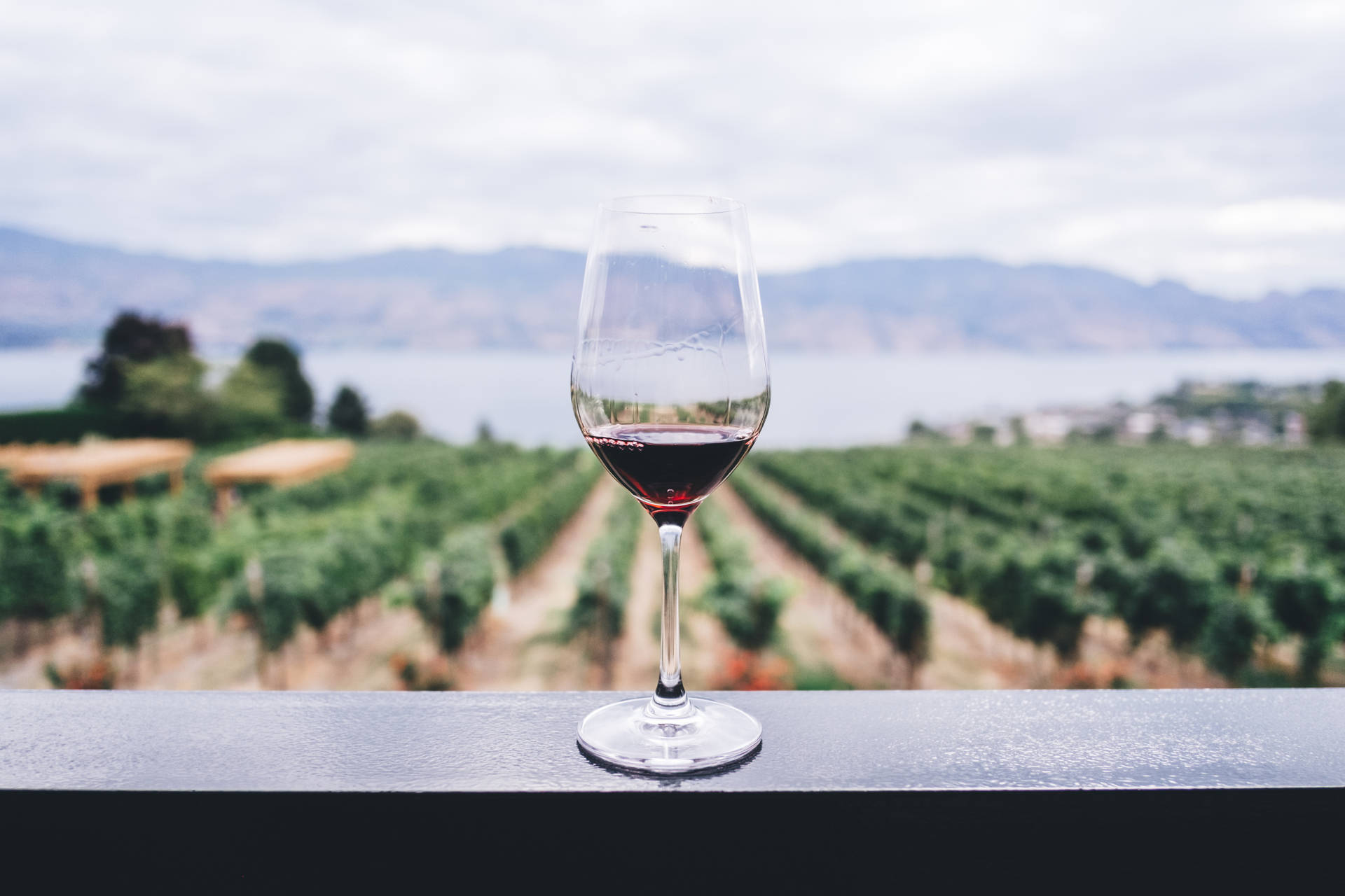 Wine In Vineyard Background