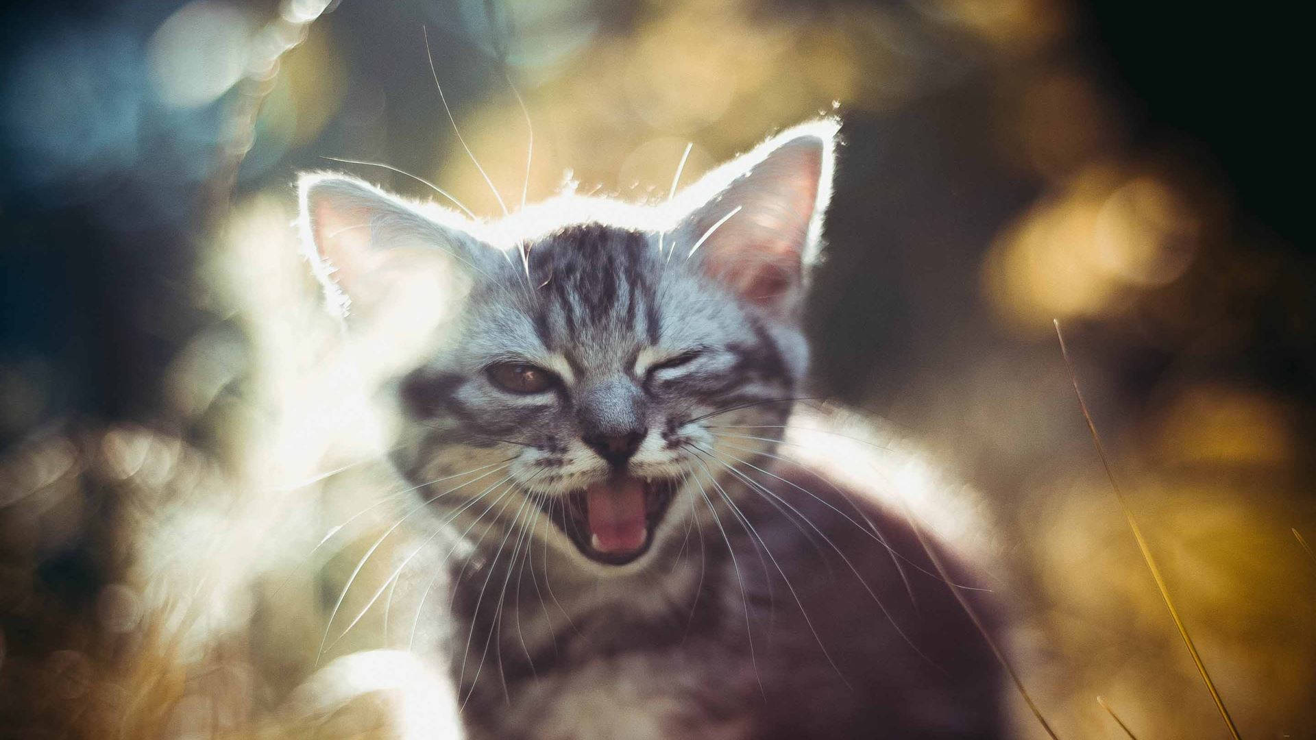 Winking Kitten Smile Background