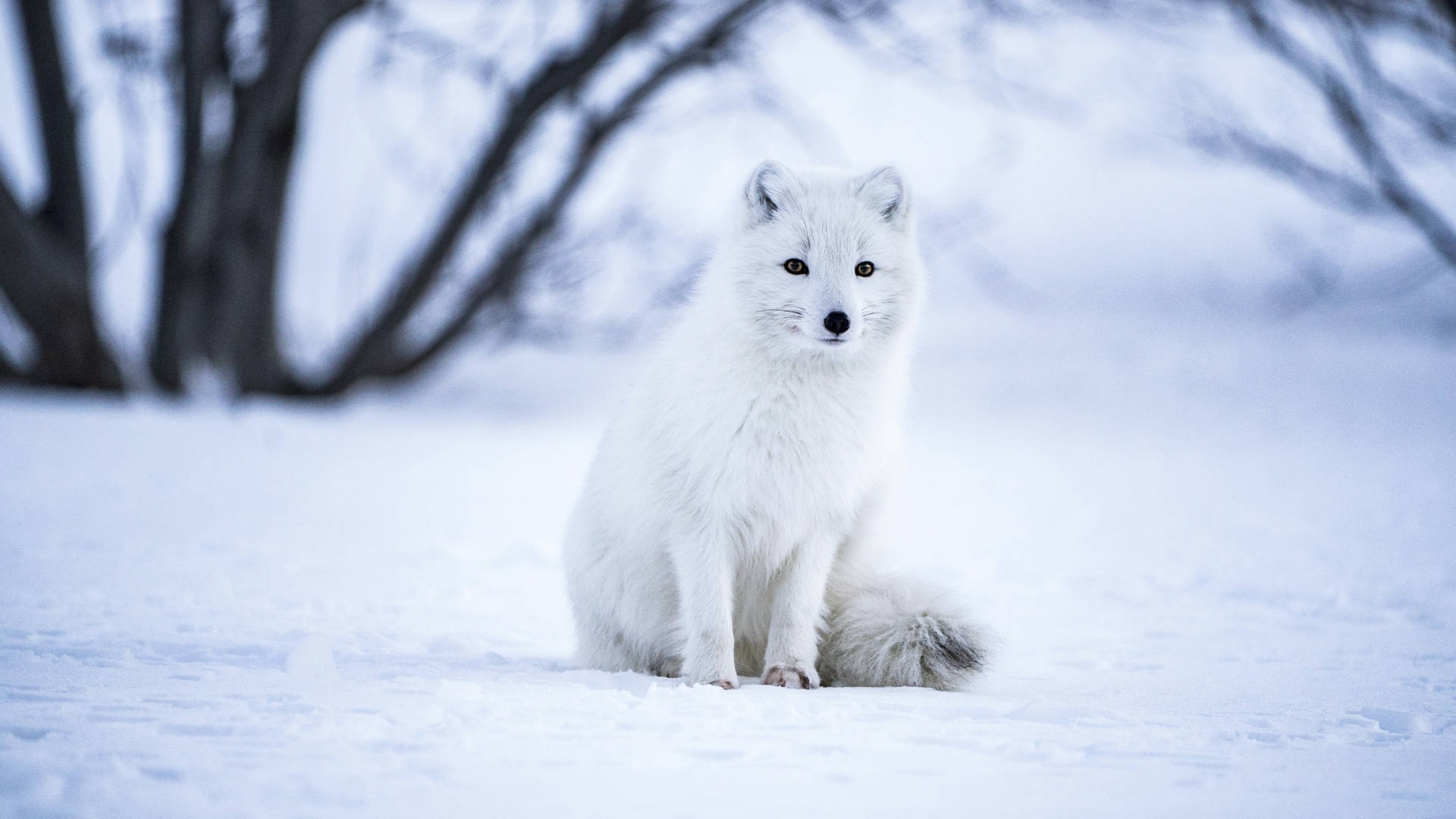 Winter Aesthetic Arctic Fox Background
