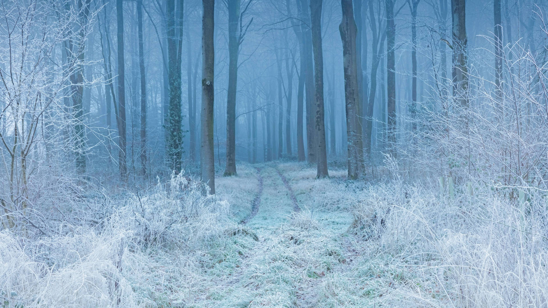 Winter Aesthetic Forest Trail Background