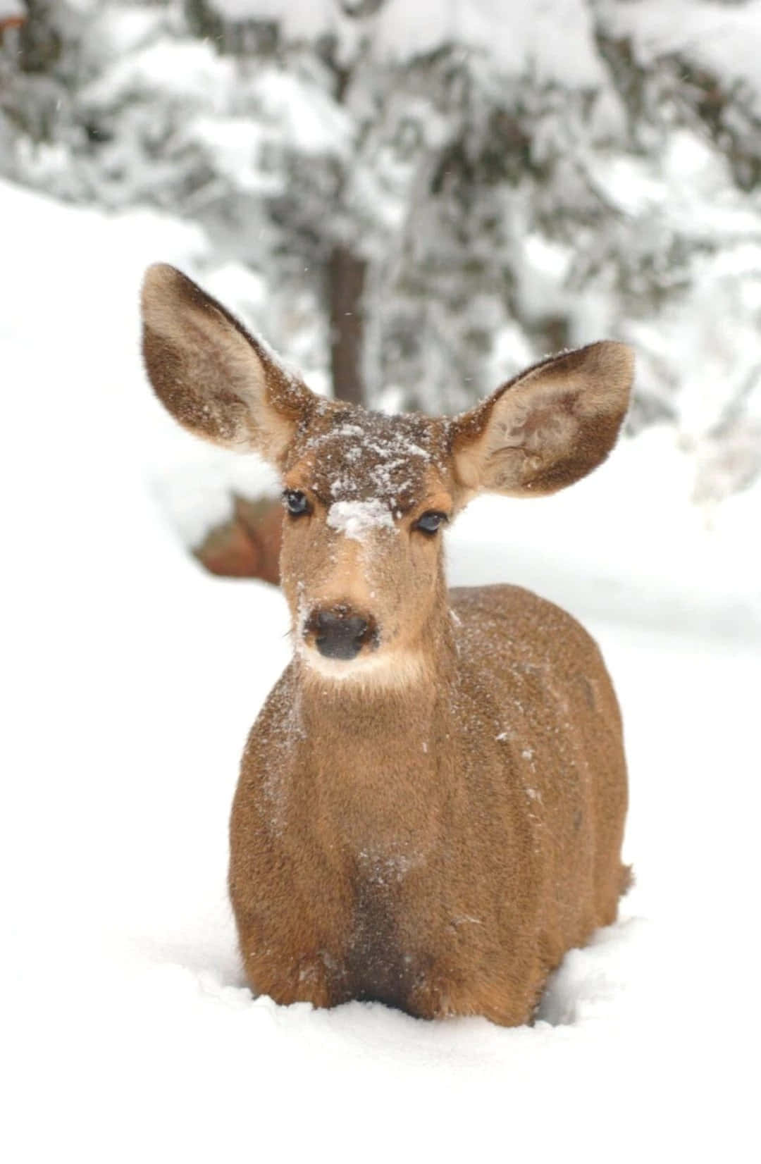 Winter Aesthetic Phone Deer On Snow