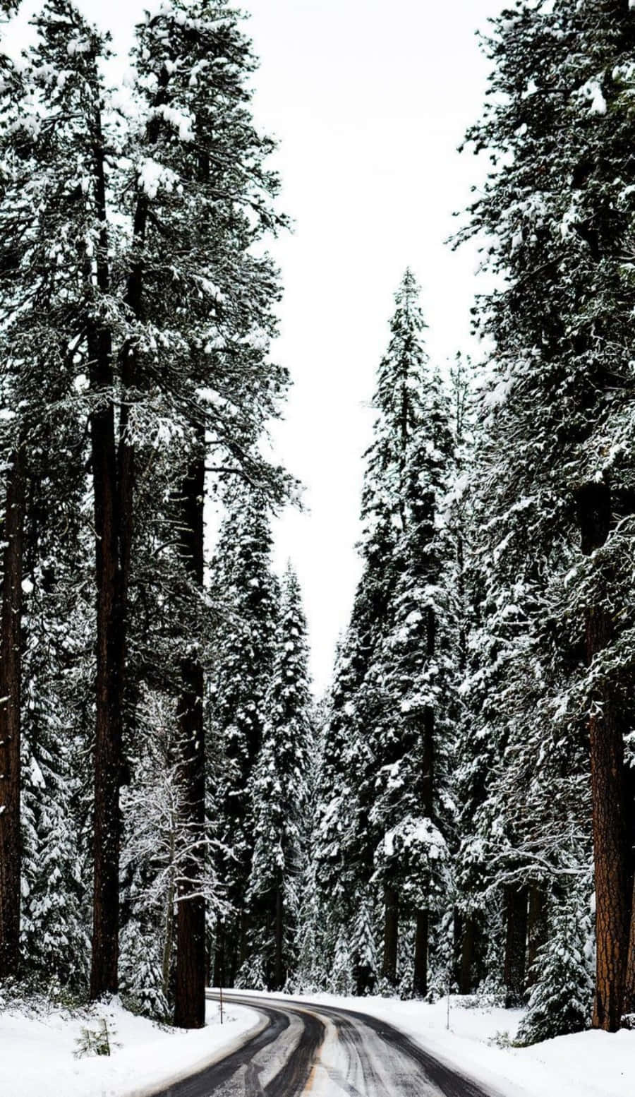 Winter Aesthetic Phone Road In Forest